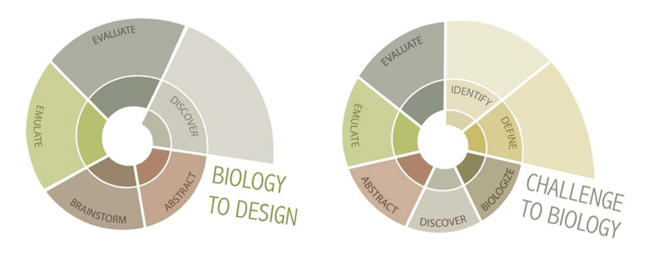 progetto biomimetico